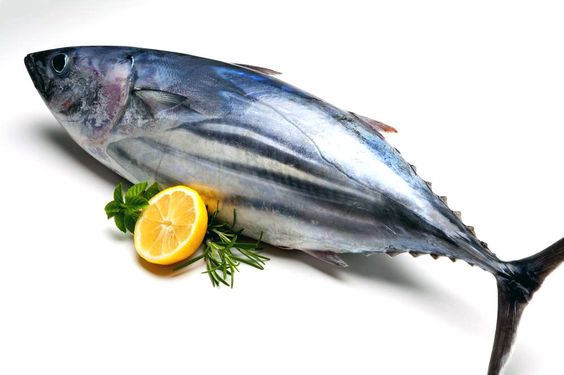 Ikan Tuna dengan Nutrisi dan Manfaat Tinggi