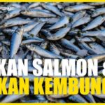 Ikan Kembung