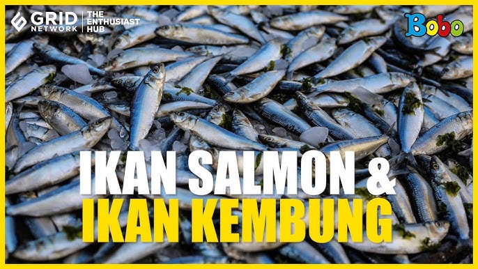 Ikan Kembung